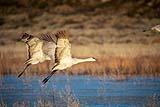 Sandhill Crane Bosque del Apache Dec 2018